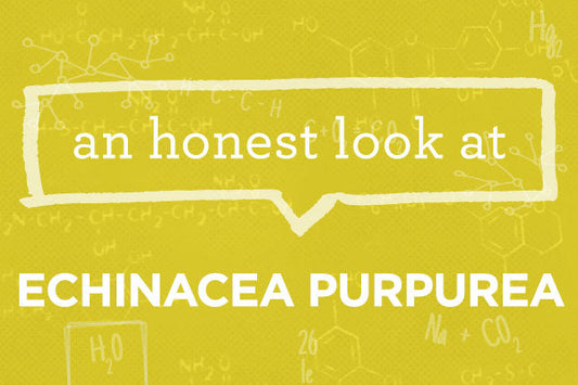 What is Organic Echinacea Purpurea (Whole Plant) Powder Extract?