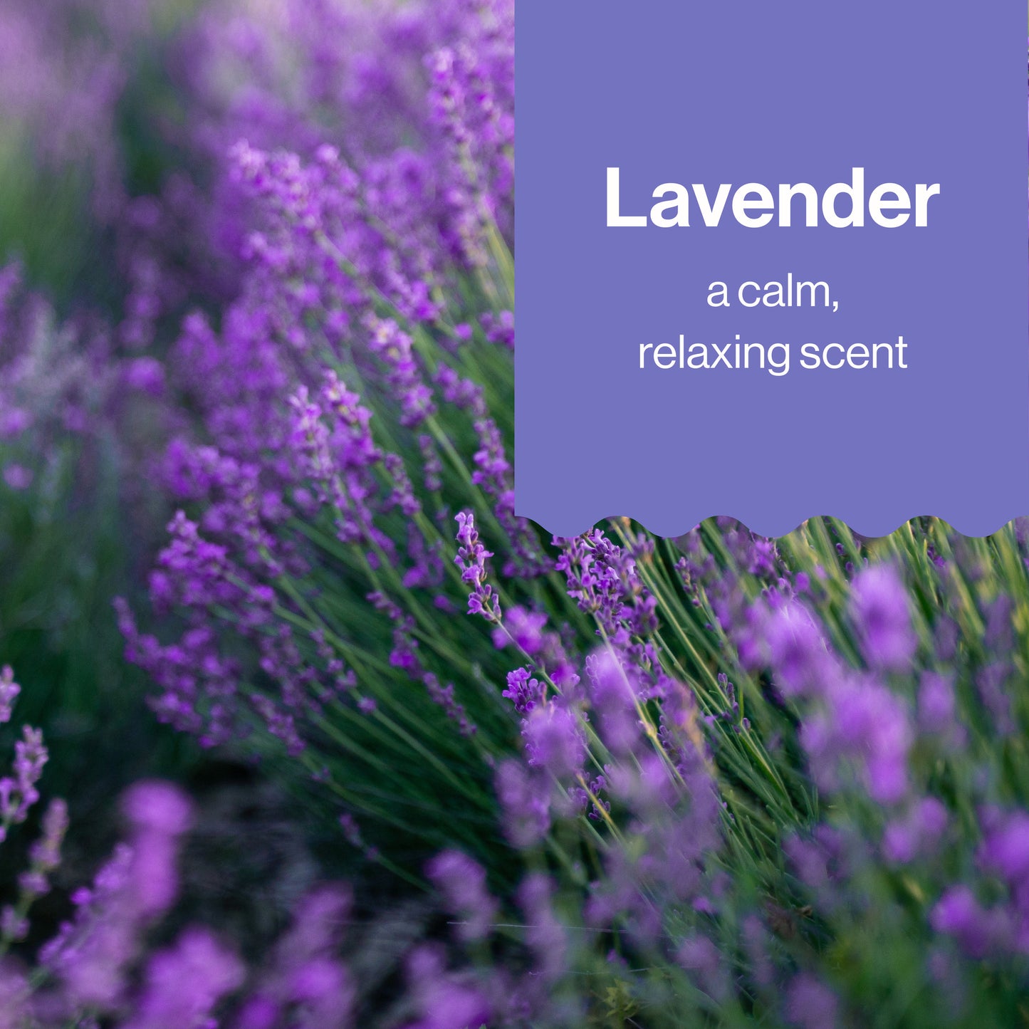 Shampoo Body Wash, Carton Refill, Lavender