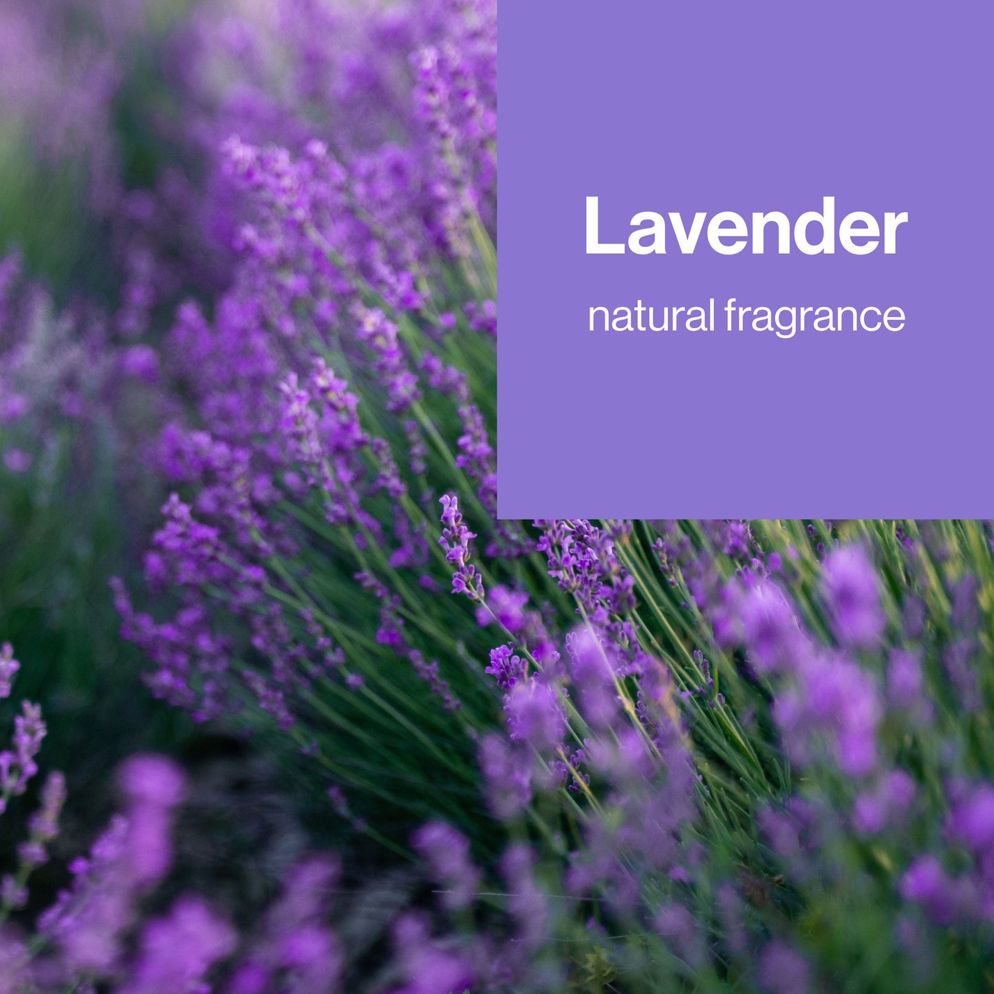 Lavender flowers with a purple square displaying 'Lavender natural fragrance' text.